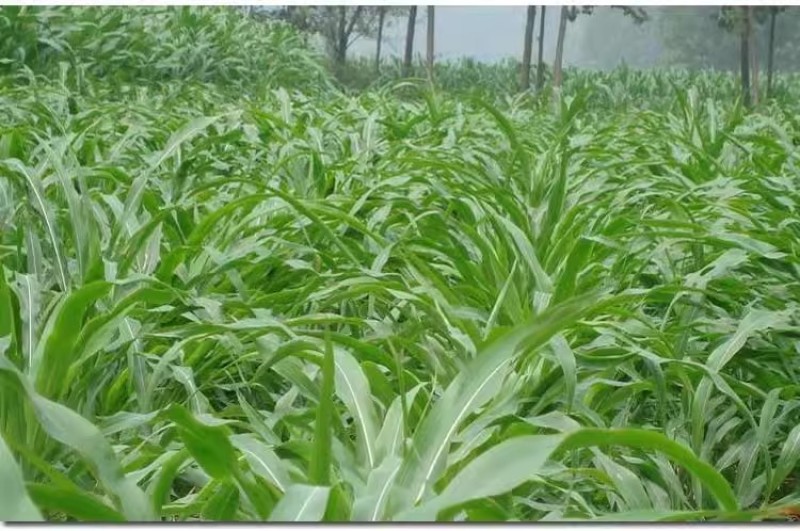 墨西哥玉米草种籽牧草种子猪牛多年生再生畜牧养殖喂鱼草种籽