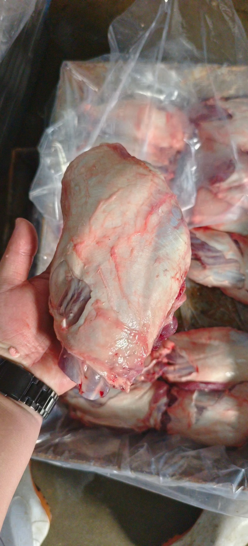 母猪前腱