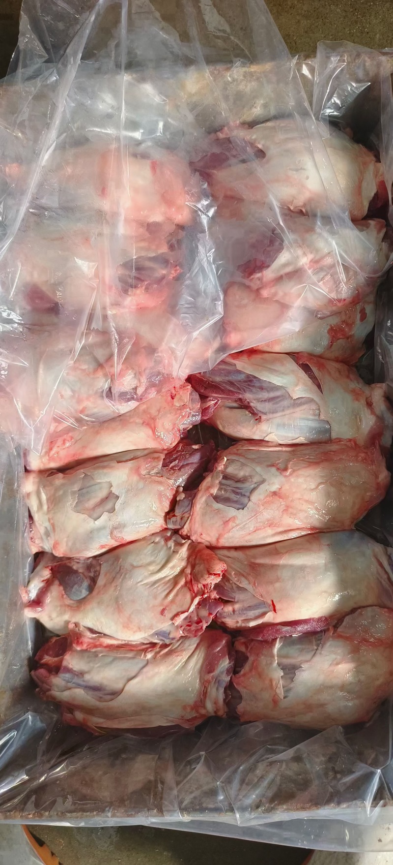 母猪前腱