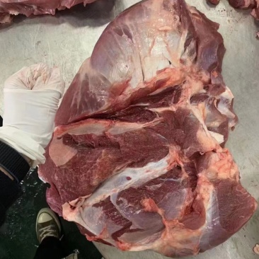 母猪前驳
