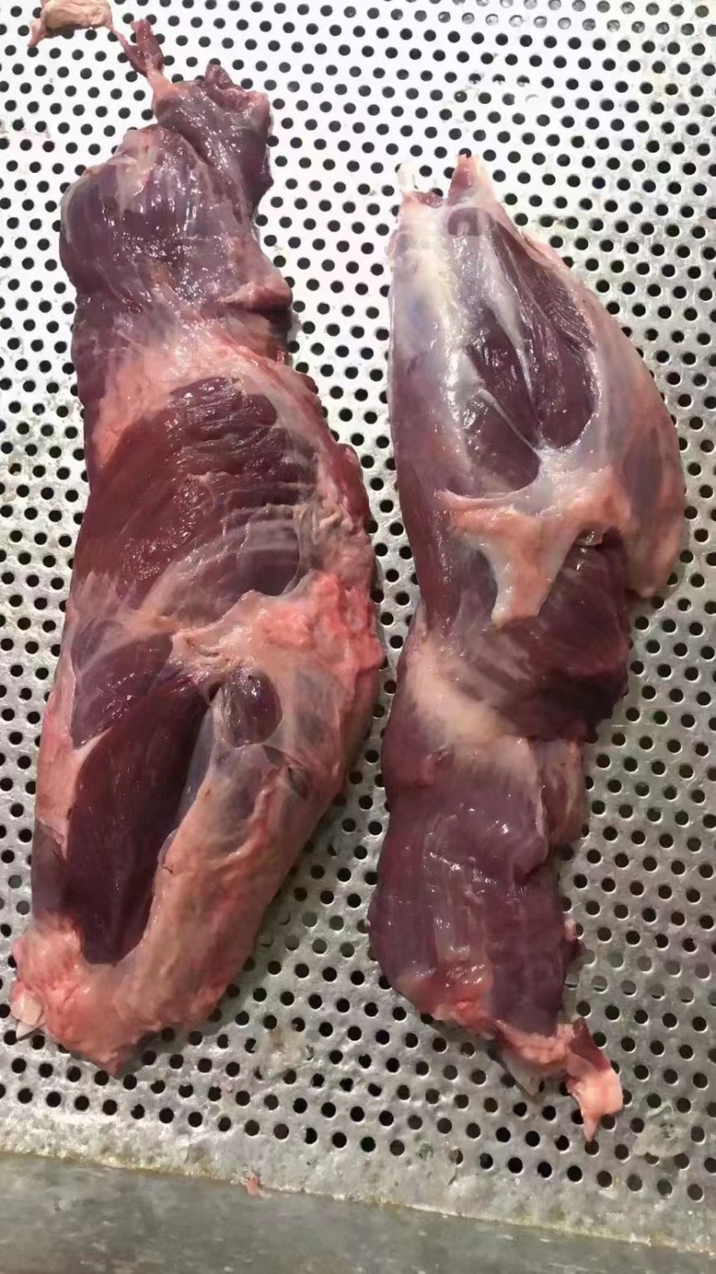 母猪副腱，偏腱