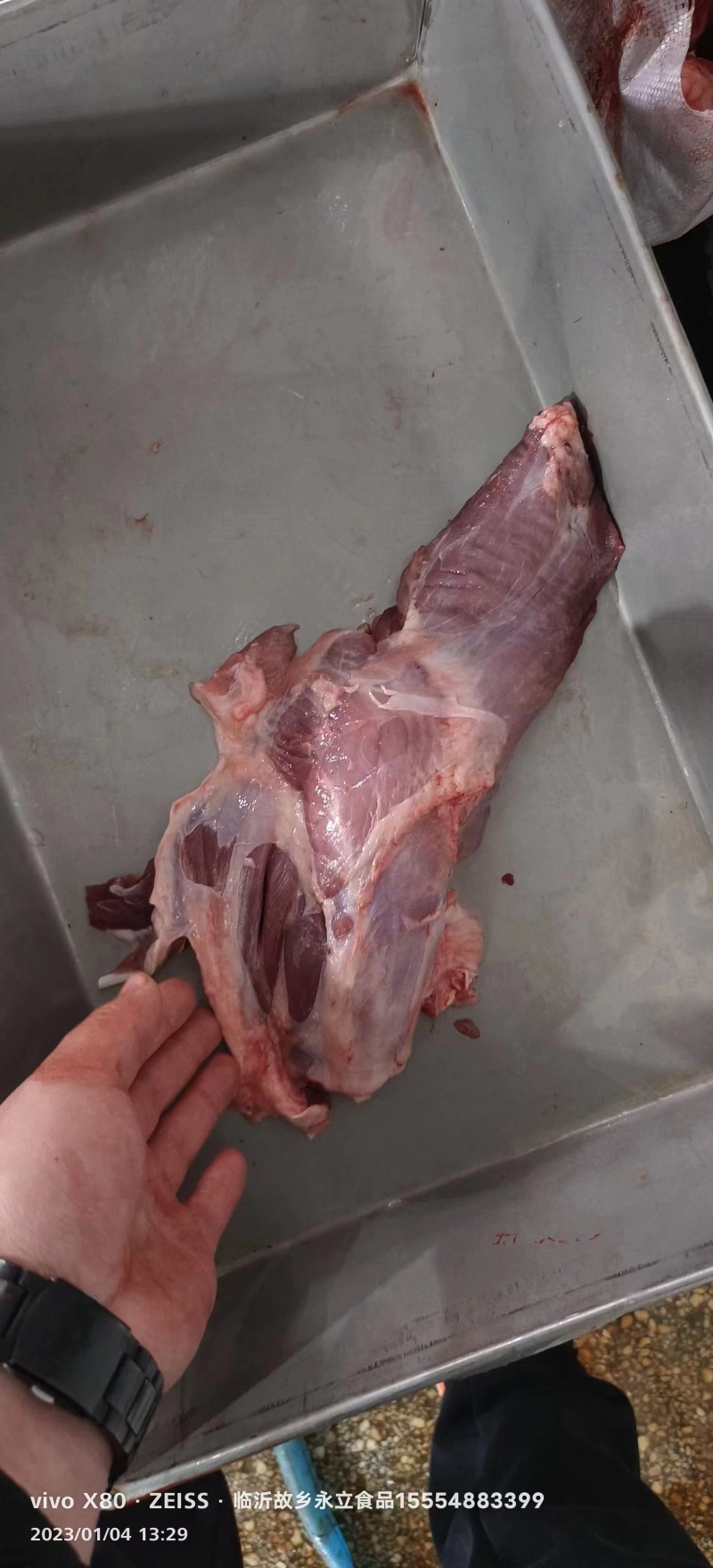 母猪副腱，偏腱