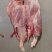 母猪后腱