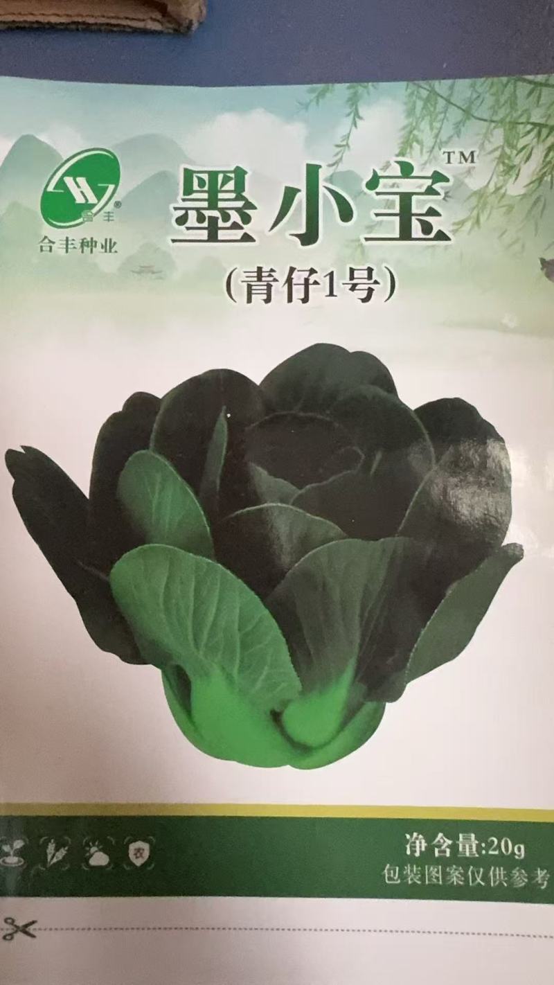 墨小宝-上海青种子青仔一号抗热耐寒当季新种
