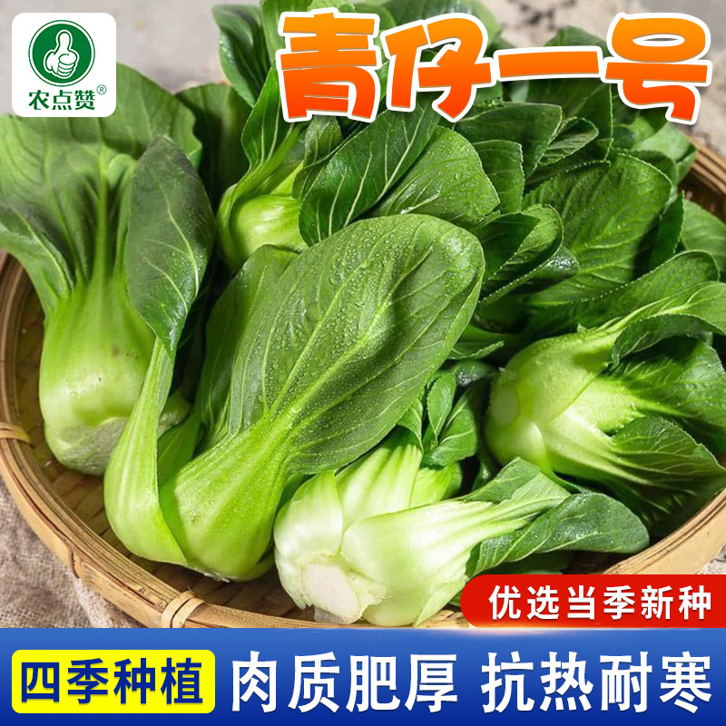 墨小宝-上海青种子青仔一号抗热耐寒当季新种