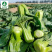 墨小宝-上海青种子青仔一号抗热耐寒当季新种