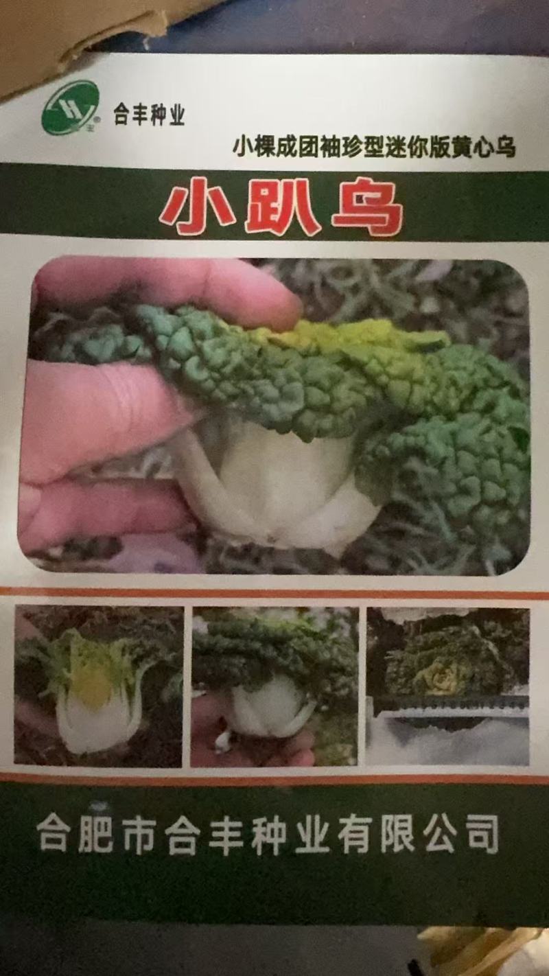 小趴乌-黄心乌种子新品种迷你袖珍绿叶黄心矮杆