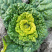 小趴乌-黄心乌种子新品种迷你袖珍绿叶黄心矮杆