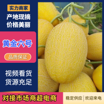 山东聊城鳳金六号哈密瓜凤金六可供市场商超团购电商