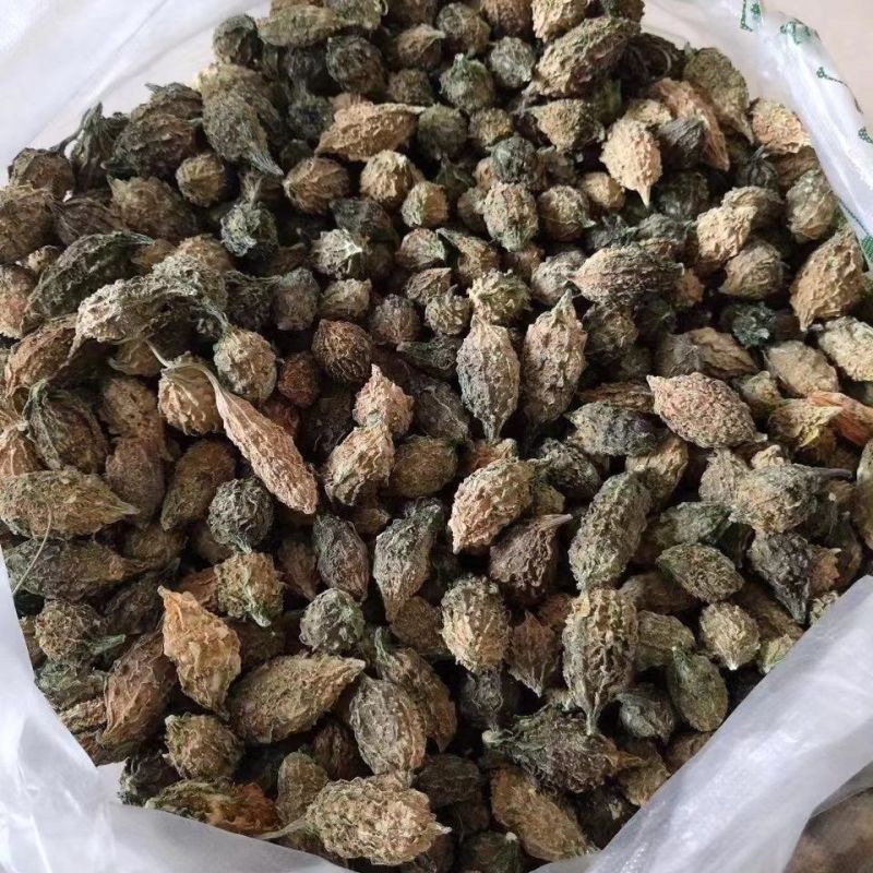 山苦瓜云南土特产山苦瓜小苦瓜整颗农家50-1000克