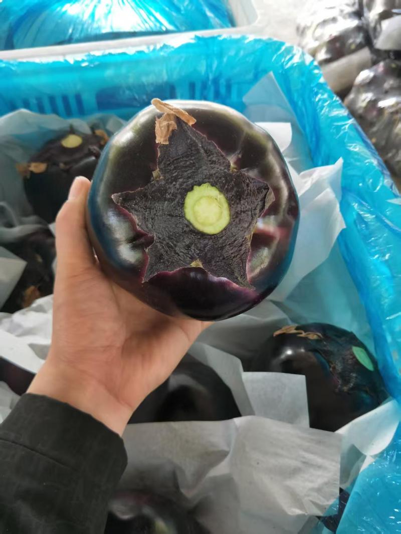 山东圆茄紫光圆茄大量供应产地直发提供一条龙服务