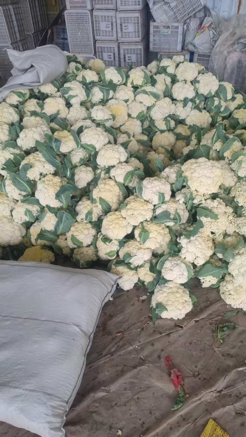 花菜山东松花菜有机菜花大量供应规格齐全欢迎来电咨询