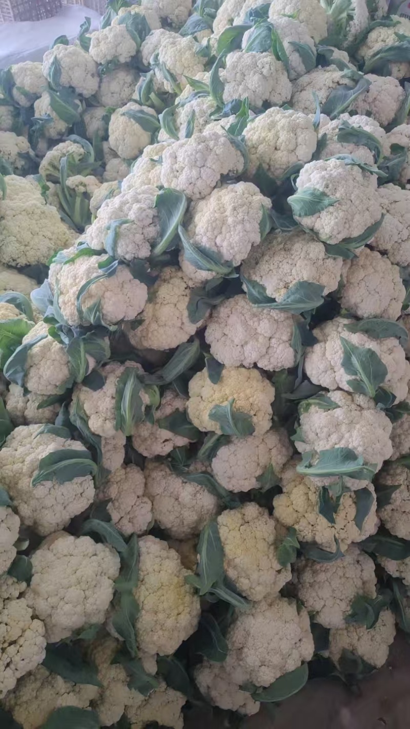 花菜山东松花菜有机菜花大量供应规格齐全欢迎来电咨询