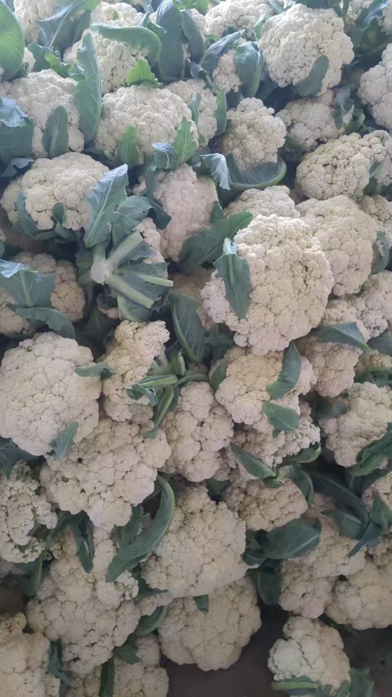 花菜山东松花菜有机菜花大量供应规格齐全欢迎来电咨询