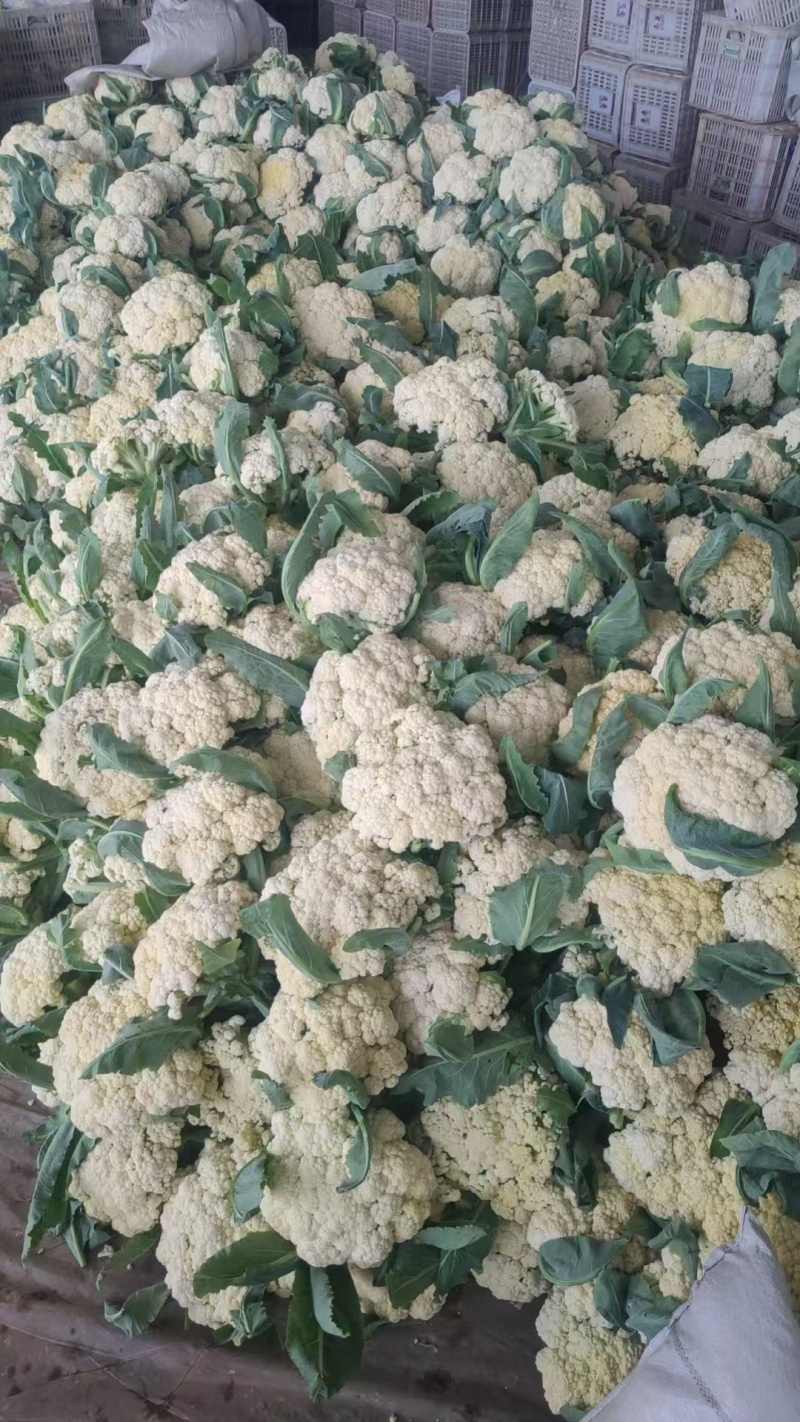 花菜山东松花菜有机菜花大量供应规格齐全欢迎来电咨询