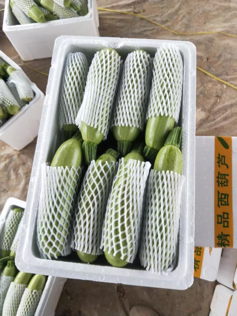 聊城西葫芦绿皮西葫芦基地直发货量充足颜色瓜型好