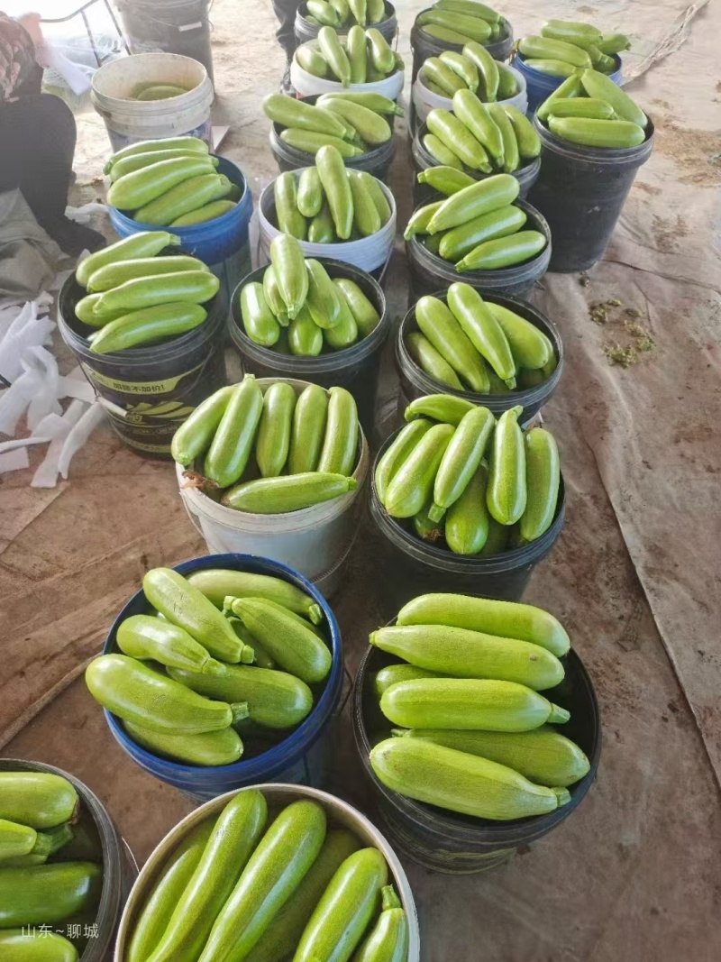 聊城西葫芦绿皮西葫芦基地直发货量充足颜色瓜型好