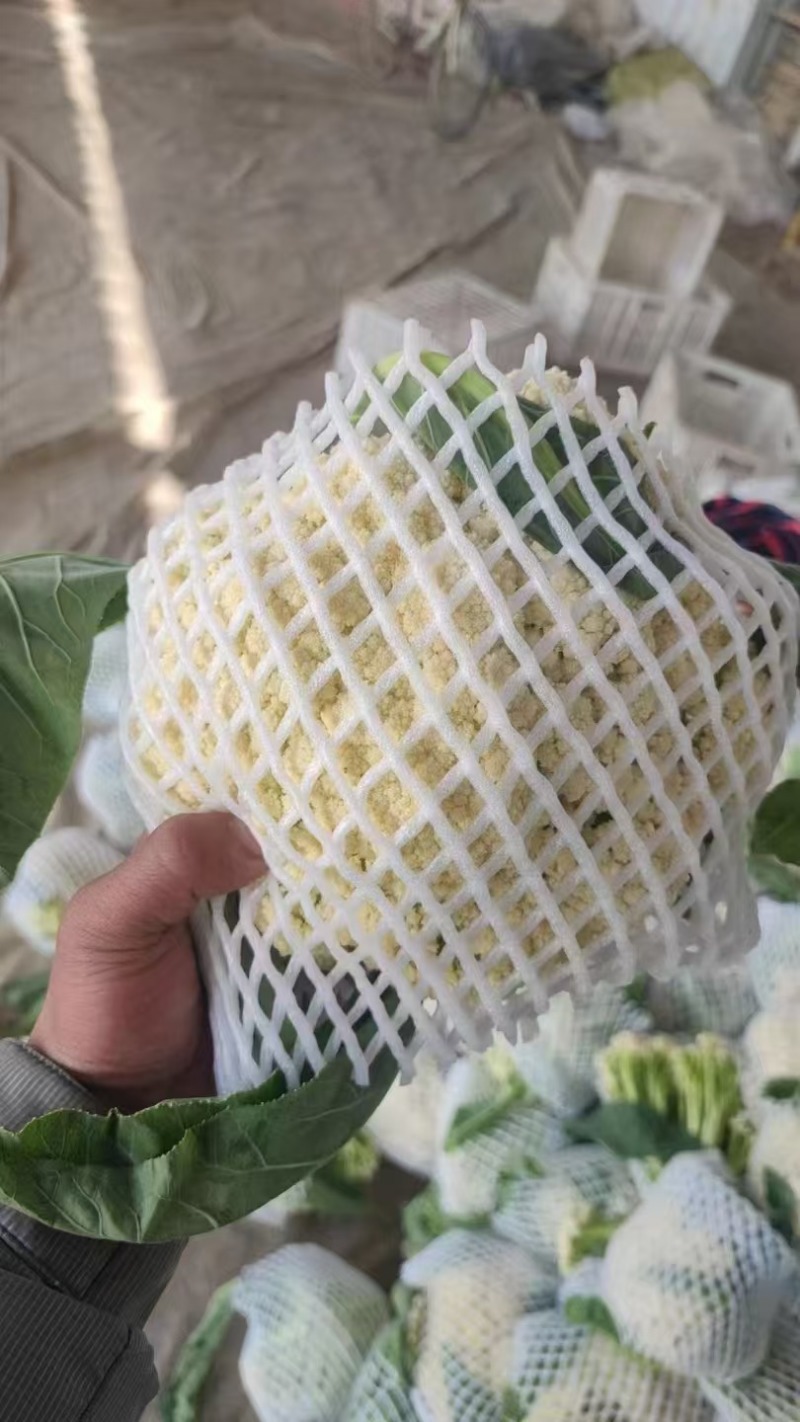 花菜山东松花菜有机菜花大量供应规格齐全欢迎来电咨询
