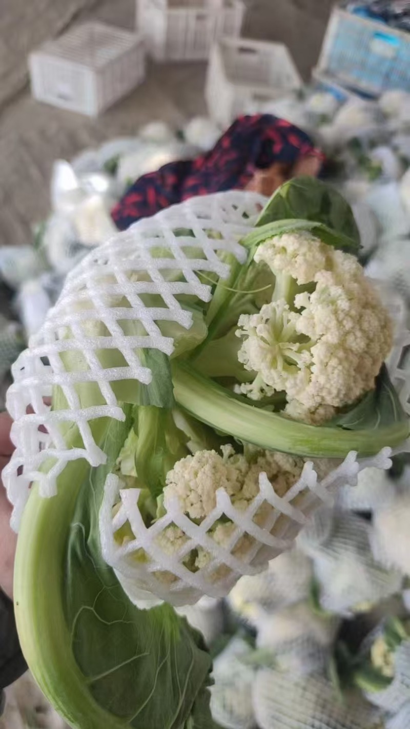 花菜山东松花菜有机菜花大量供应规格齐全欢迎来电咨询