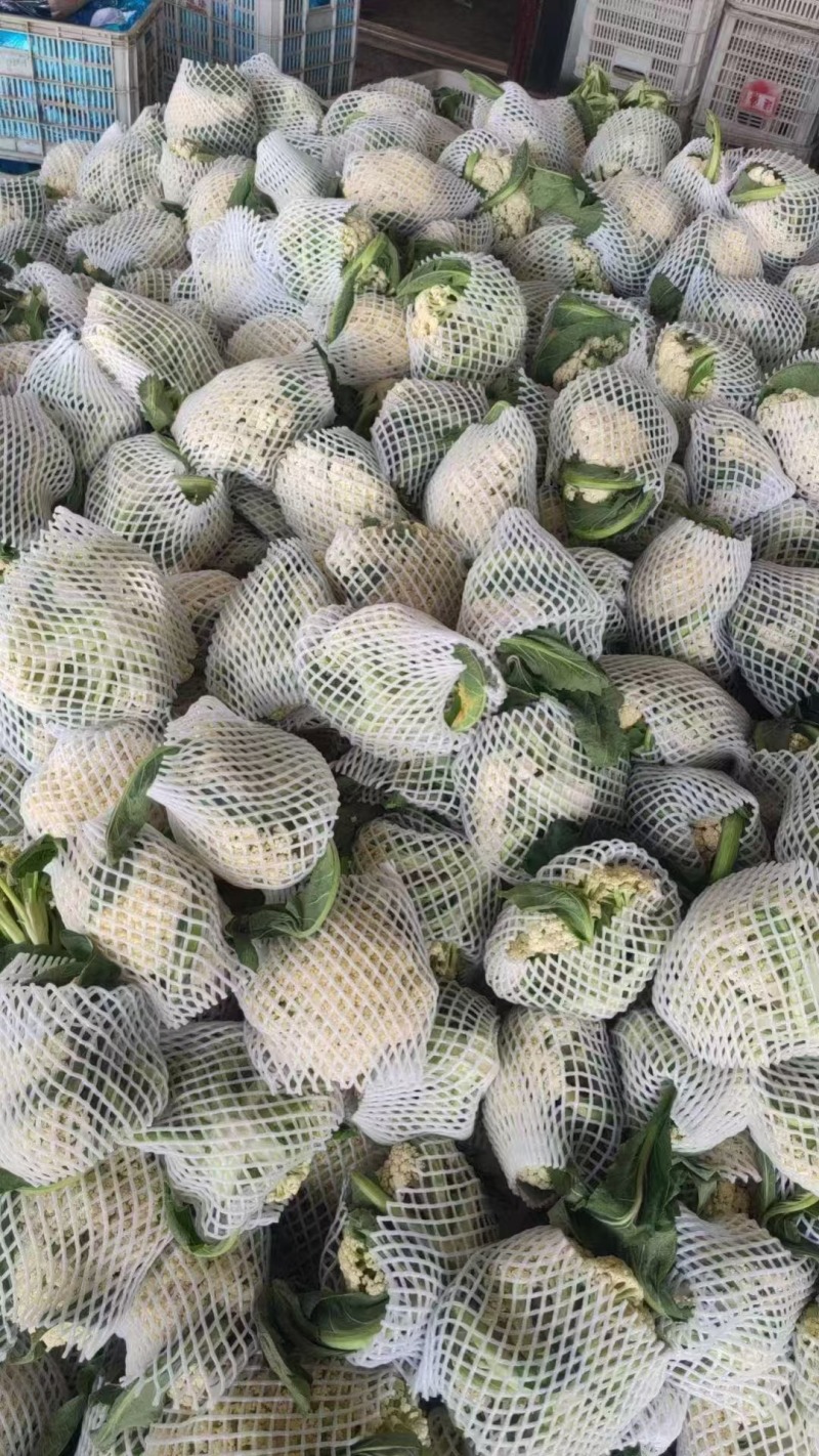 花菜山东松花菜有机菜花大量供应规格齐全欢迎来电咨询