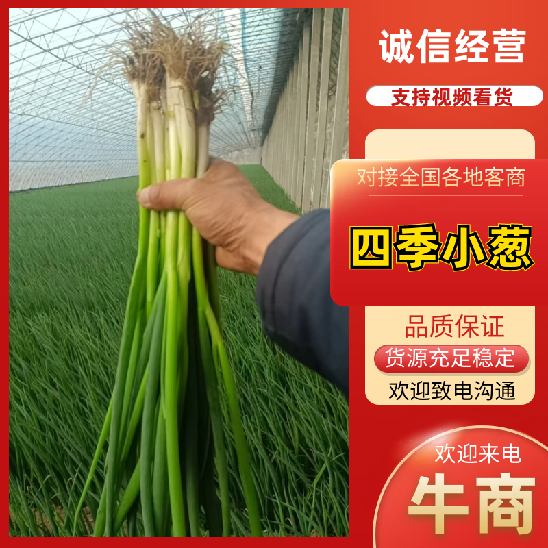 山东潍坊小香葱大量上市一手货源产地批发诚信经营
