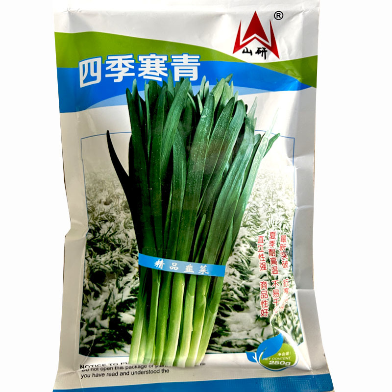四季寒青韭菜种子叶宽深绿色不干尖夏季耐高温