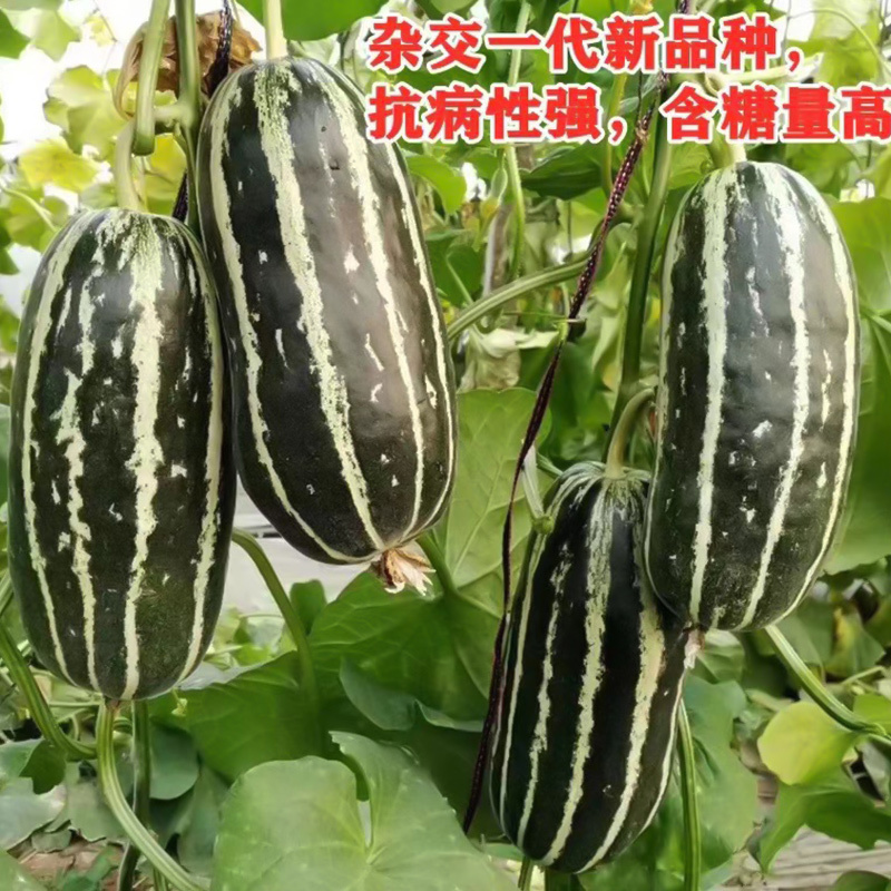 花皮菜瓜种子-汁多味清香甜美鲜脆多汁生长强壮