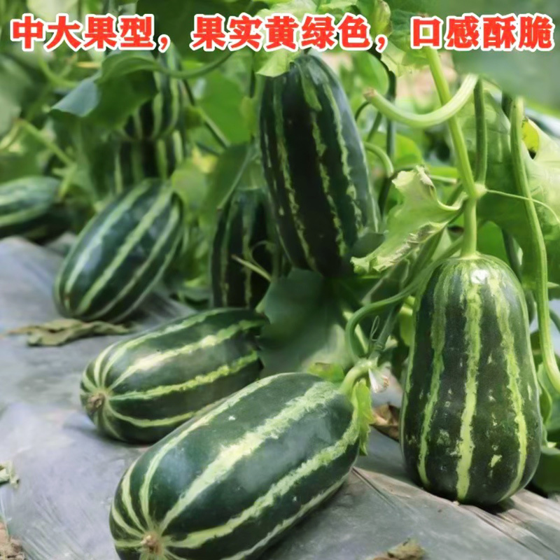 花皮菜瓜种子-汁多味清香甜美鲜脆多汁生长强壮