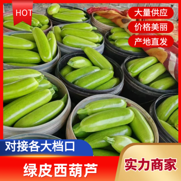 山东绿皮西葫芦西葫芦大量供应对接全国市场电商商超