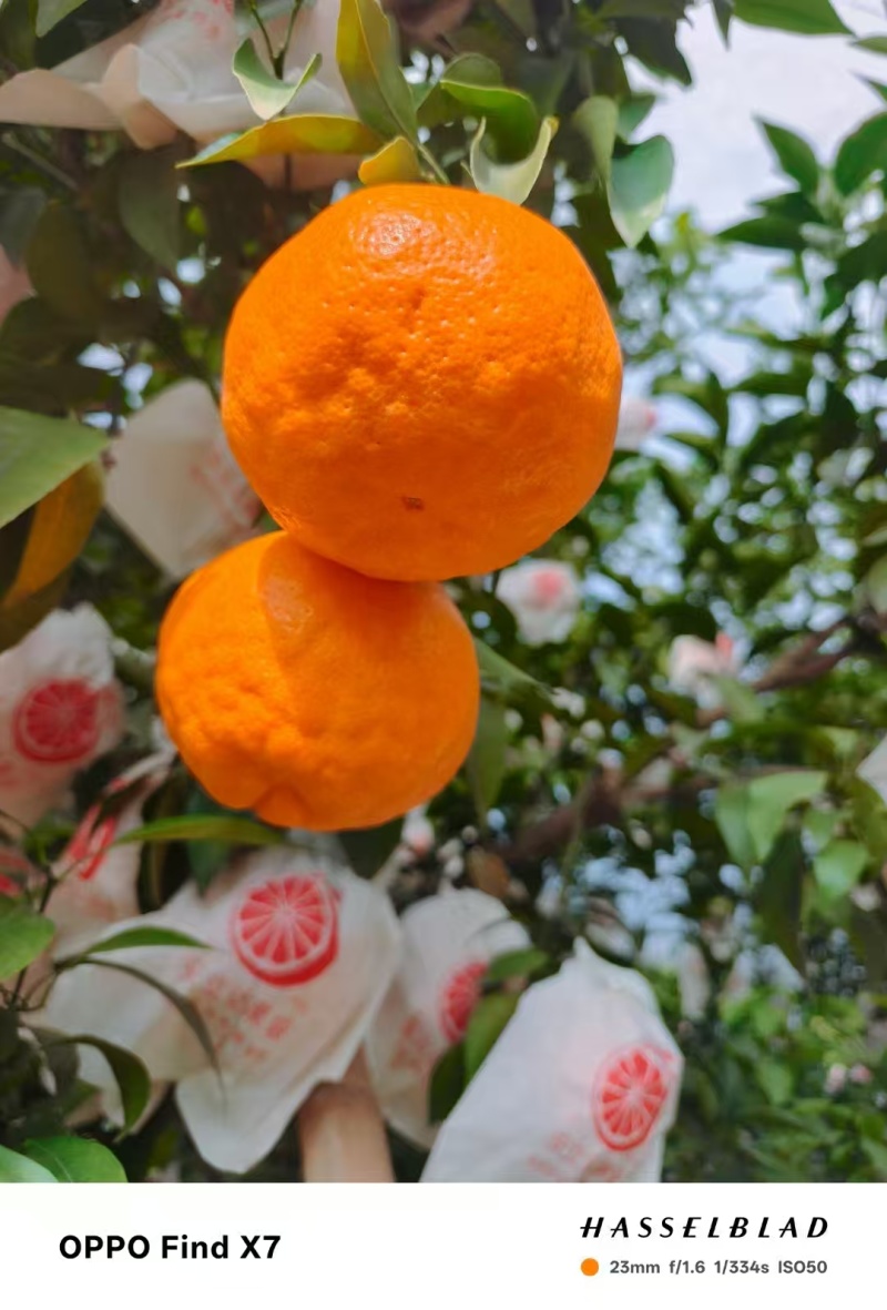 代卖各种水果，自己档口，长沙红星水果市场代卖