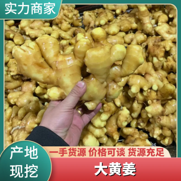 水洗大黄姜山东生姜姜厂直发规格齐全承接电商