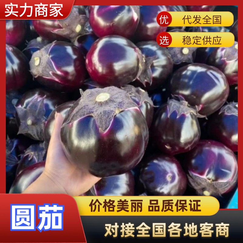 紫光圆茄山东圆茄基地直发品质保证支持视频实地看货