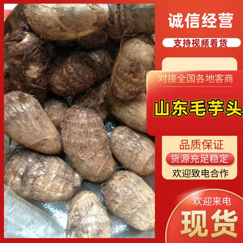 山东精品毛芋头软糯香甜品质上乘欢迎来电洽谈价更优