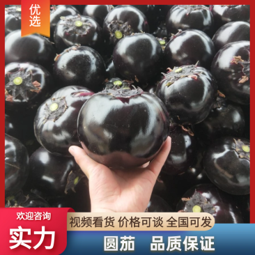 山东圆茄紫光圆茄大量供应产地直发提供一条龙服务
