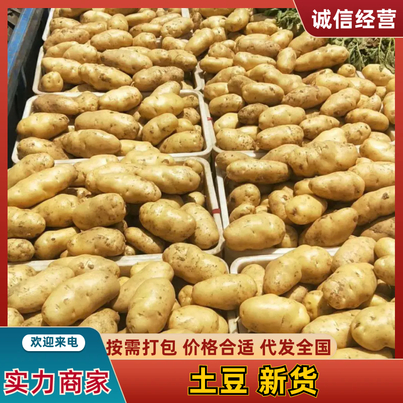 荷兰十五土豆日照土豆基地品质好货源足代收代发全国