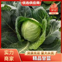 山东甘蓝聊城圆包菜基地直发供应各大市场超市电商