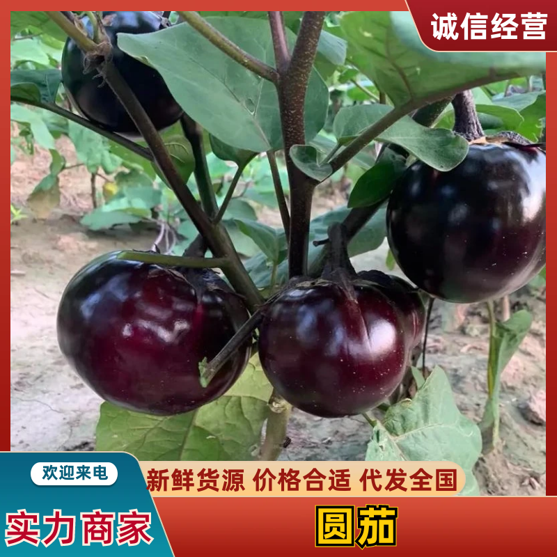 圆茄聊城紫光圆茄基地直发对接电商超市市场欢迎咨询