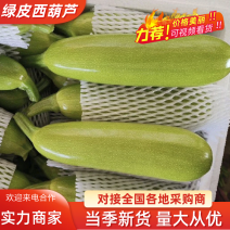 山东西葫芦绿皮西葫芦0.6斤以上基地直发规格齐全