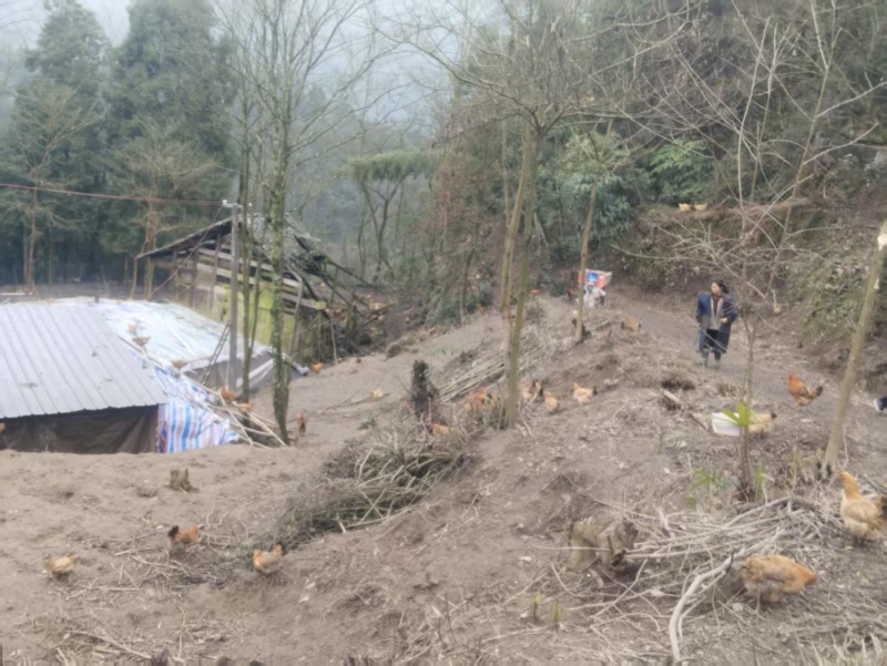 遵义散养跑山鸡活鸡基地直发品质保障量大优惠欢迎进店