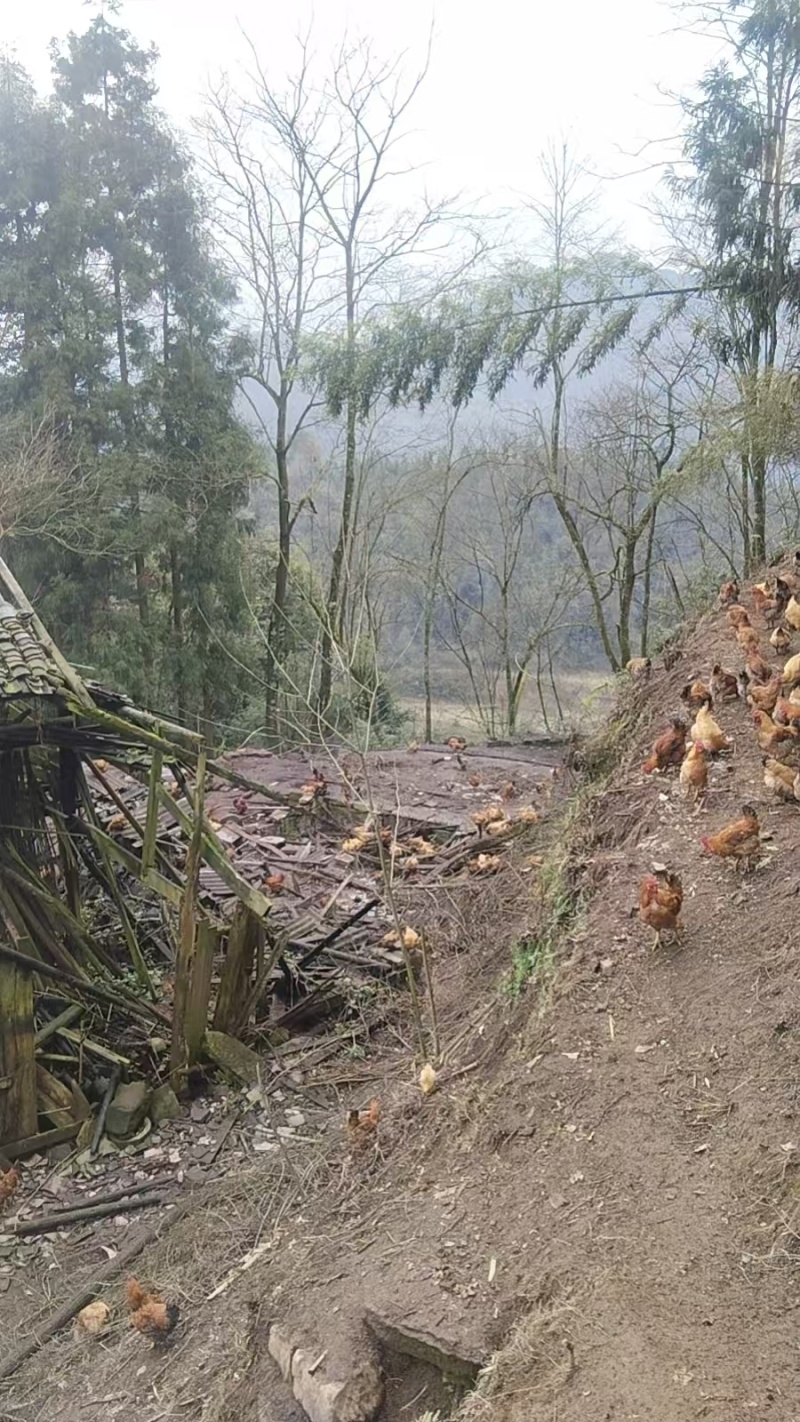 遵义散养跑山鸡活鸡基地直发品质保障量大优惠欢迎进店