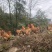 遵义散养跑山鸡活鸡基地直发品质保障量大优惠欢迎进店