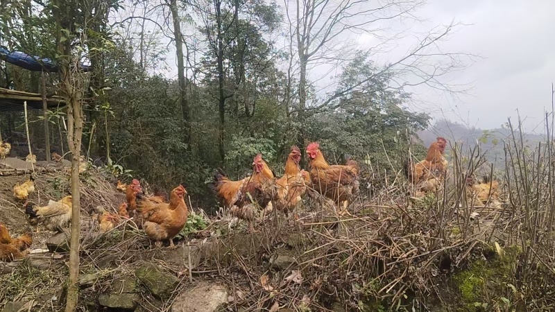 遵义散养跑山鸡活鸡基地直发品质保障量大优惠欢迎进店