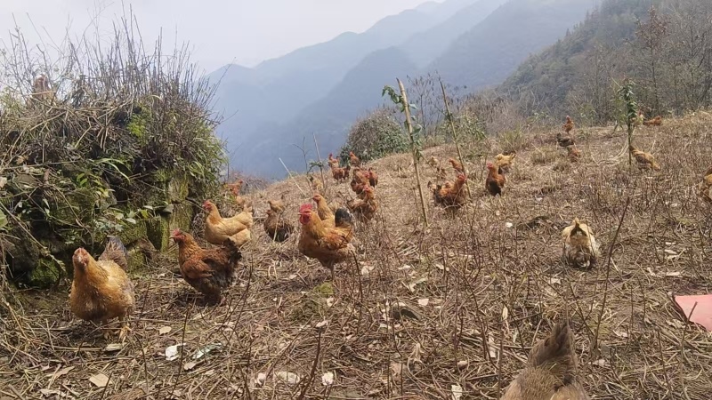 遵义散养跑山鸡活鸡基地直发品质保障量大优惠欢迎进店
