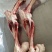 母猪后腿骨，猪棒骨
