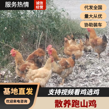 遵义散养跑山鸡活鸡基地直发品质保障量大优惠欢迎进店