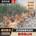 遵义散养跑山鸡活鸡基地直发品质保障量大优惠欢迎进店