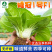 矮冠-青菜种子杂交白梗菜精品高产抗病抗逆