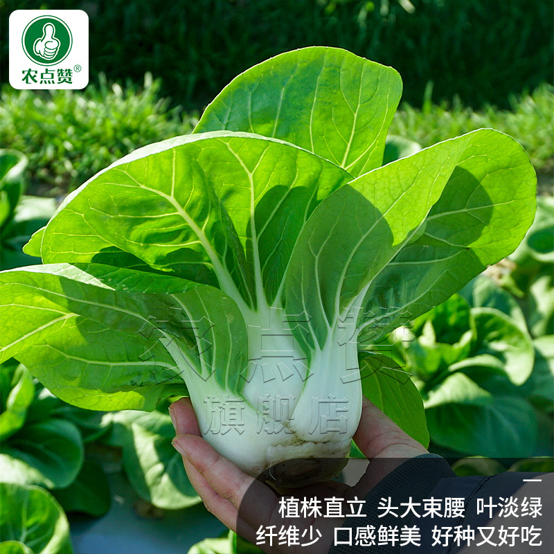 矮冠-青菜种子杂交白梗菜精品高产抗病抗逆