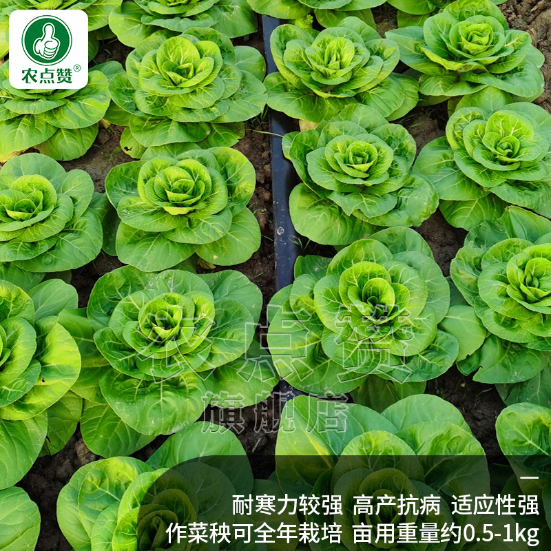 矮冠-青菜种子杂交白梗菜精品高产抗病抗逆