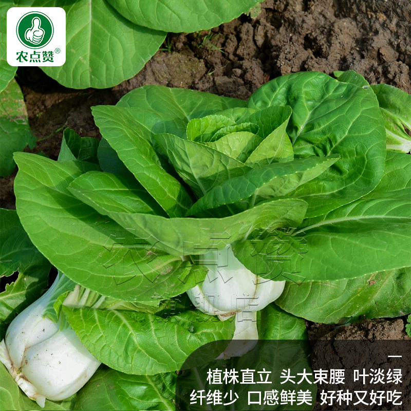 矮冠-青菜种子杂交白梗菜精品高产抗病抗逆